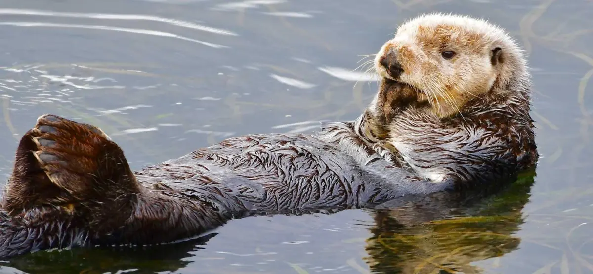 Sea Otters
