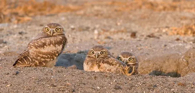 The Little Owls That Live Underground