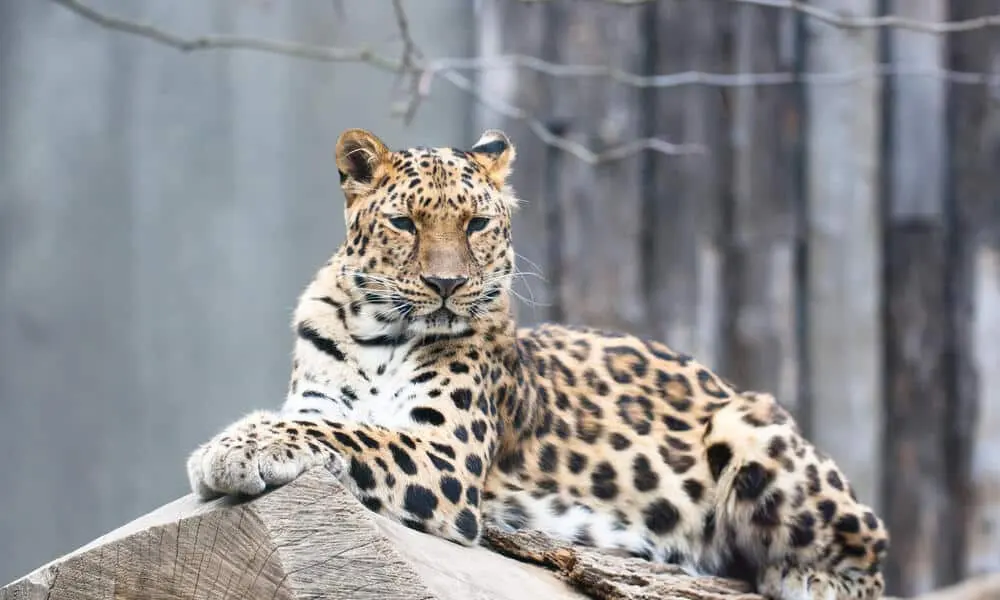 Why Is the Amur Leopard Endangered and What Can We Do to Save It?