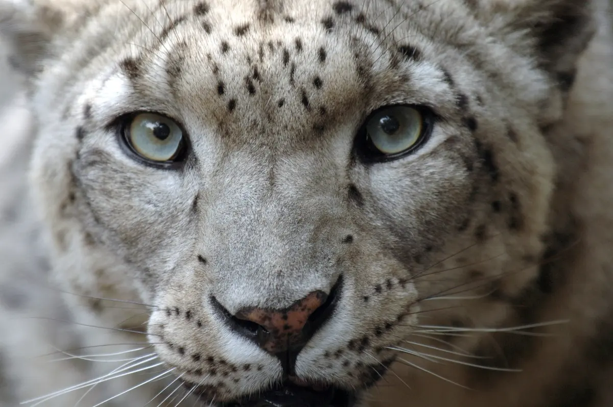 Snow Leopards