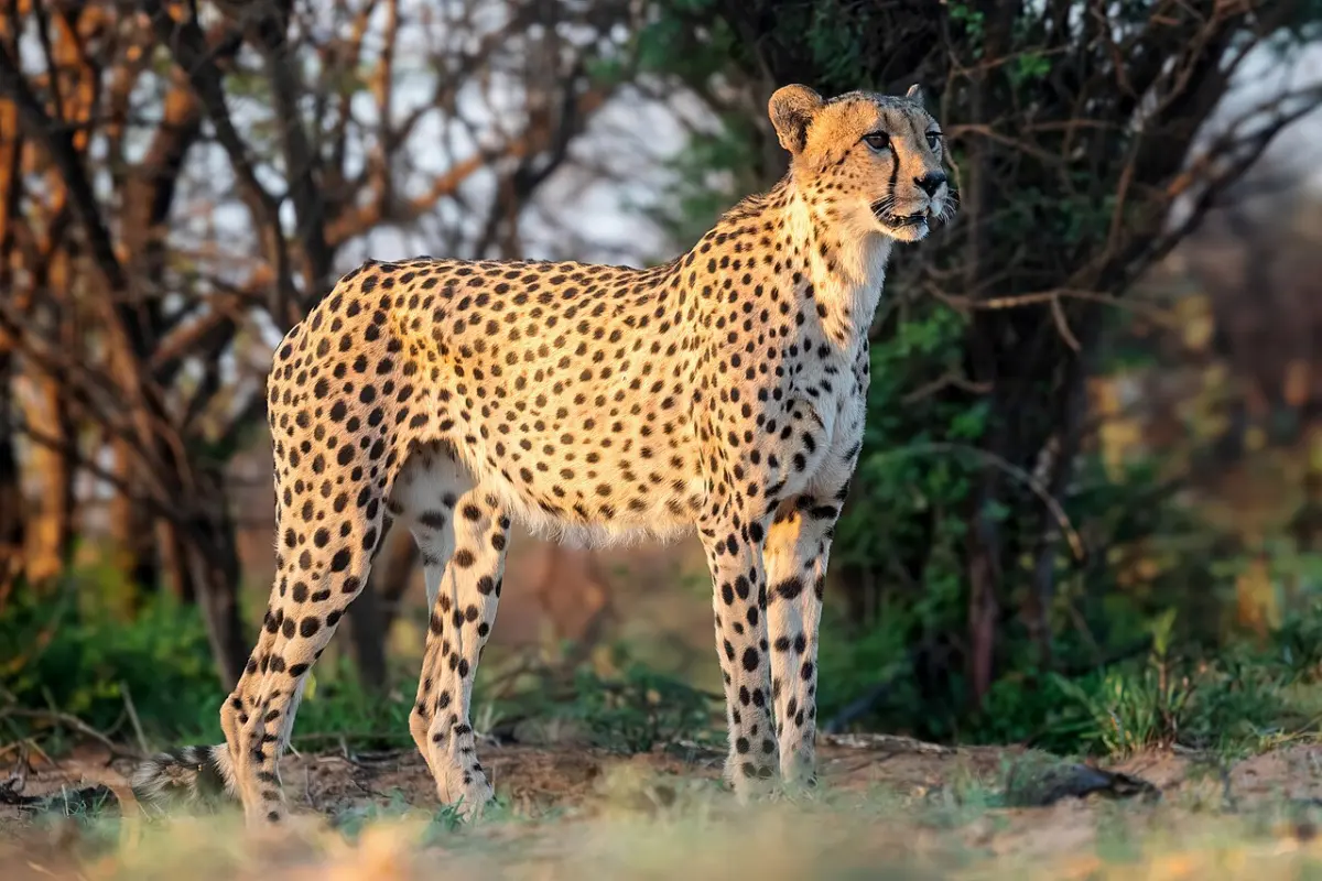 How big do cheetahs get