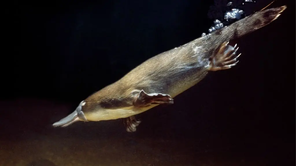 Platypuses live — image 2