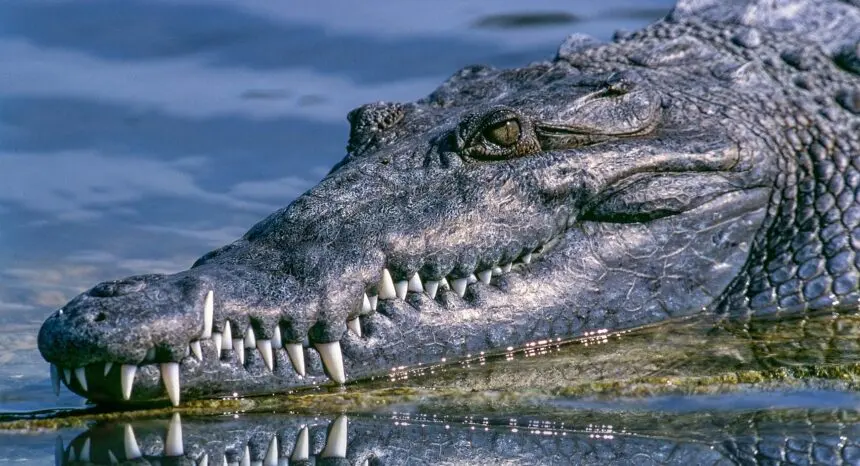 Alligator fatal attacks and encounters with humans: Historical data and research