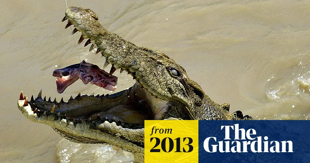 Alligators dangerous humans — image 2
