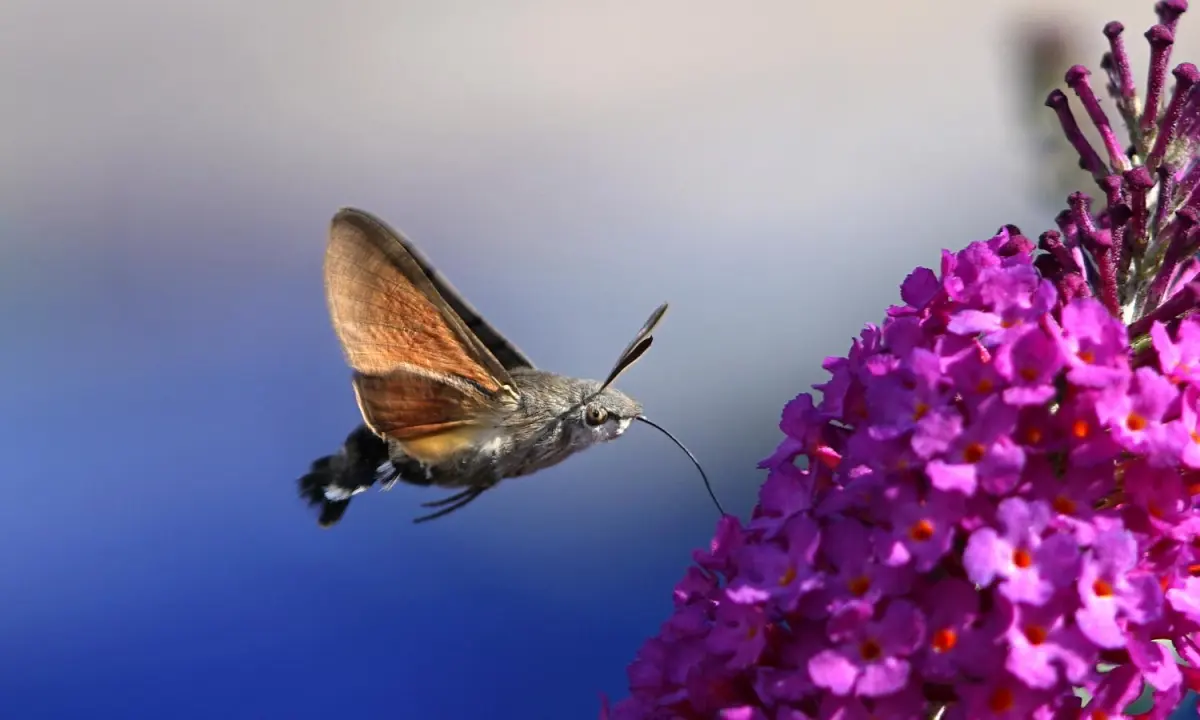 What do moths eat?