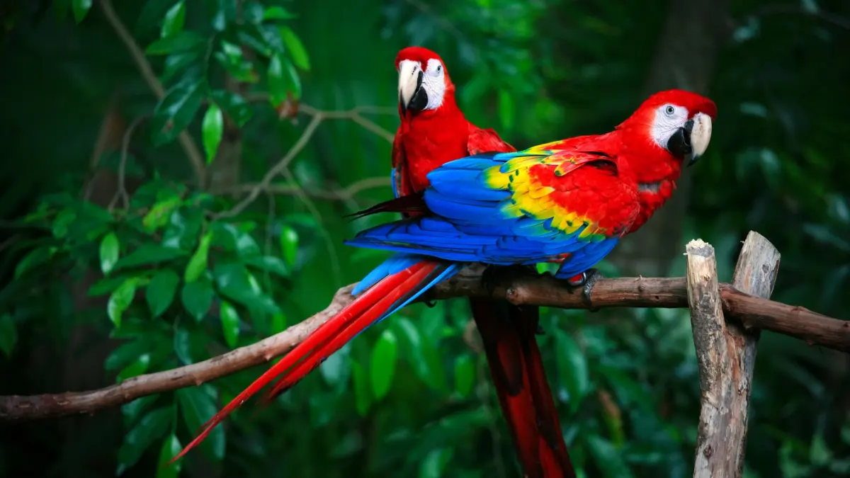 Why do parrots live so long?