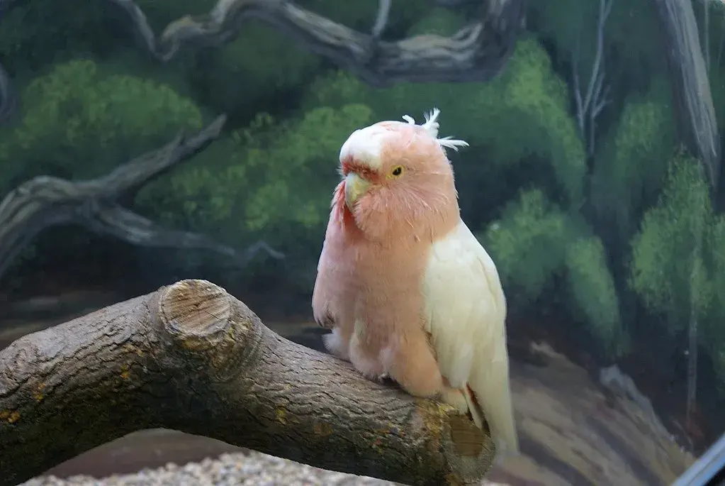 Why do parrots live so long?