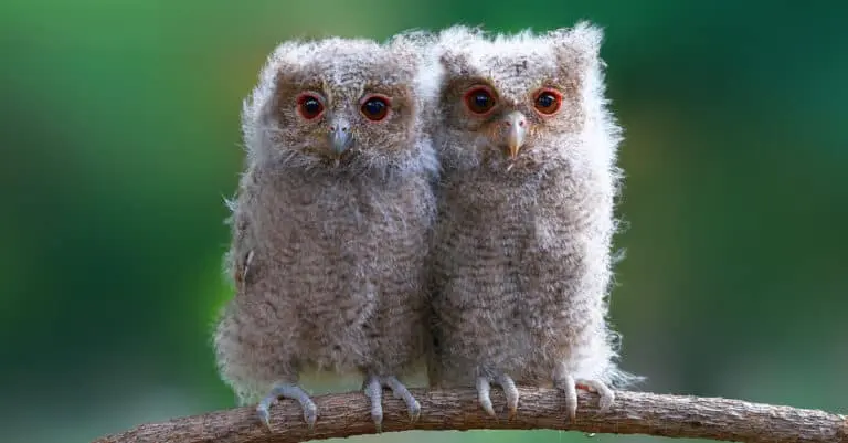 Baby Owl: 8 Adorable and 10 Amazing Facts