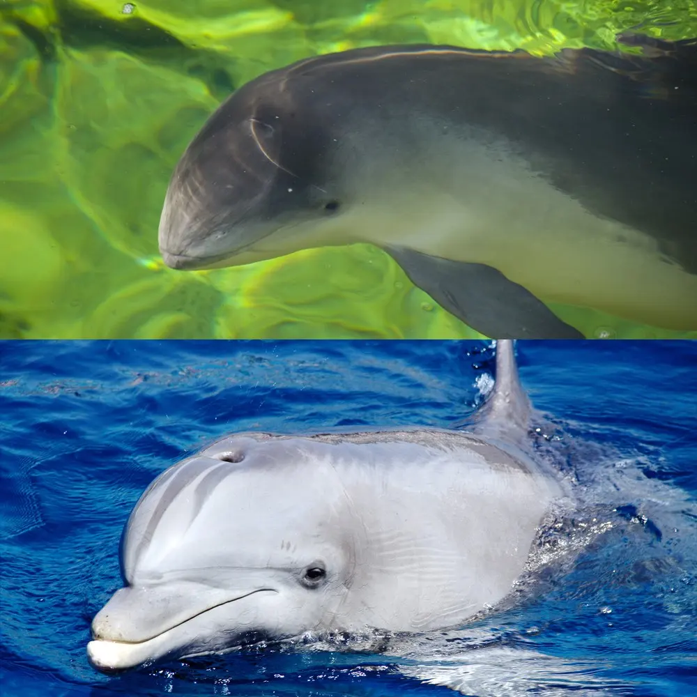 Dolphin porpoise — image 2