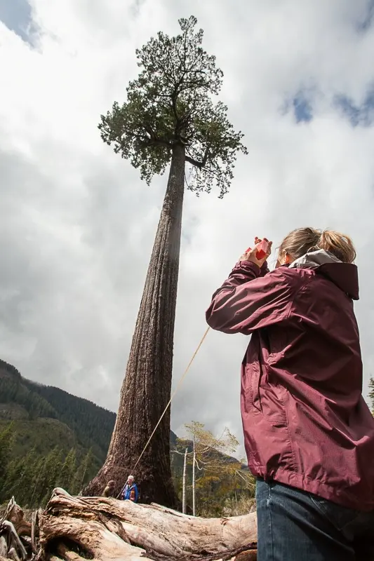 Vancouver Island tree officially second-largest in Canada