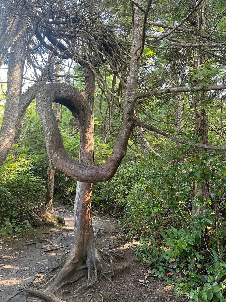 GPOD on the Road: The Famous Trees of Vancouver Island