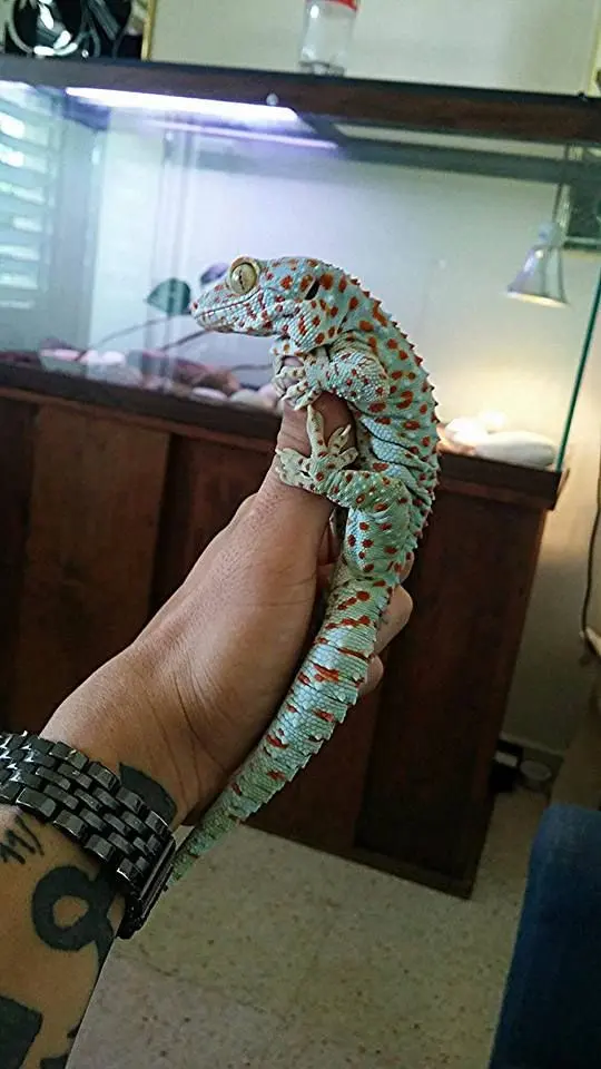 Big fat tokay