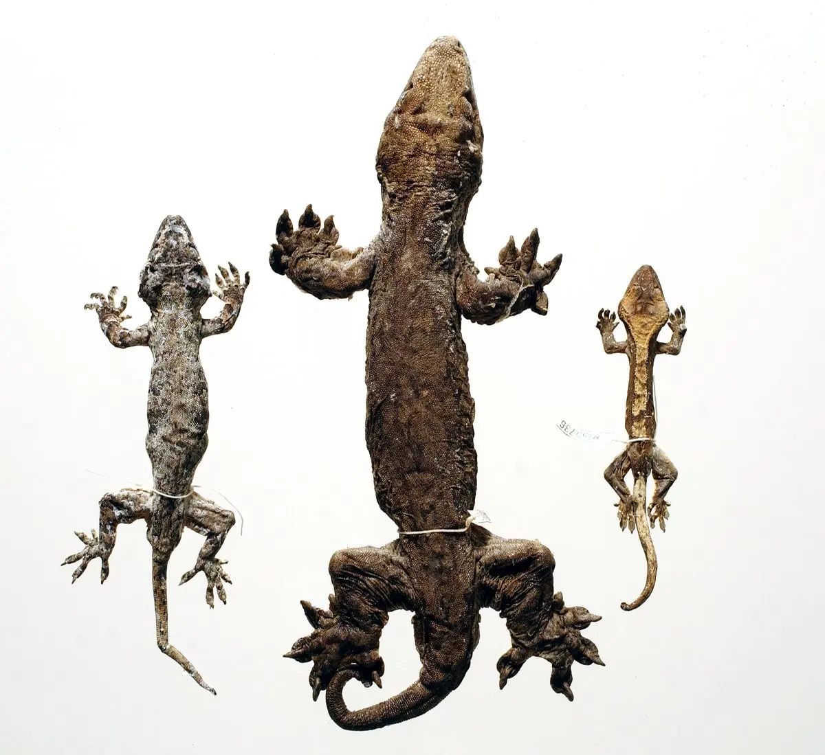 Giant Geckos