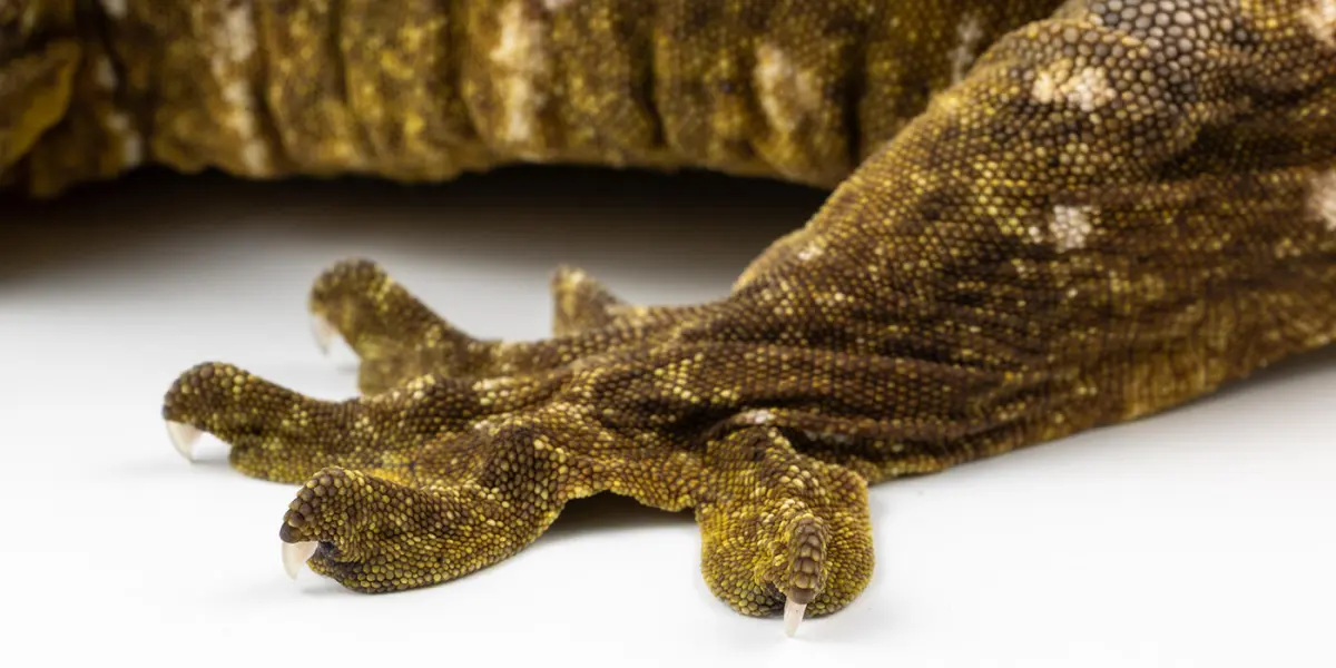 Big geckos — image 3