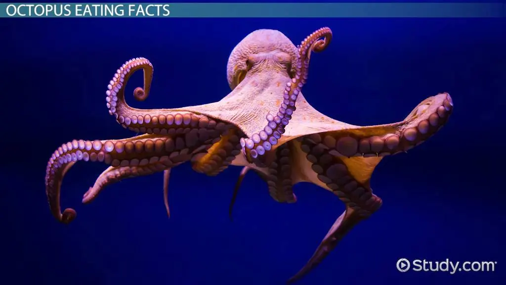 What Does an Octopus Eat?