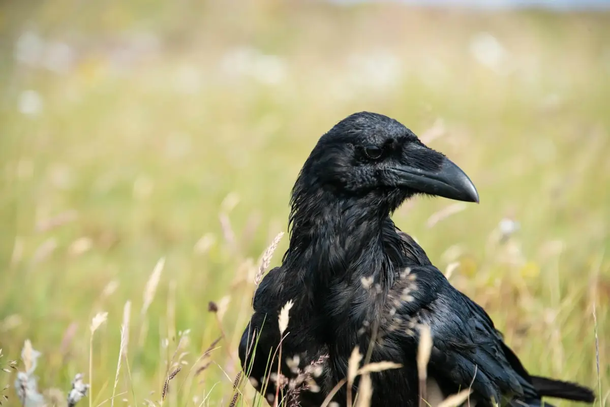 What Is a Group of Ravens Called? Collective Nouns & Meaning
