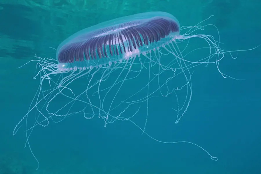 5 Harmless Species of Jellyfish