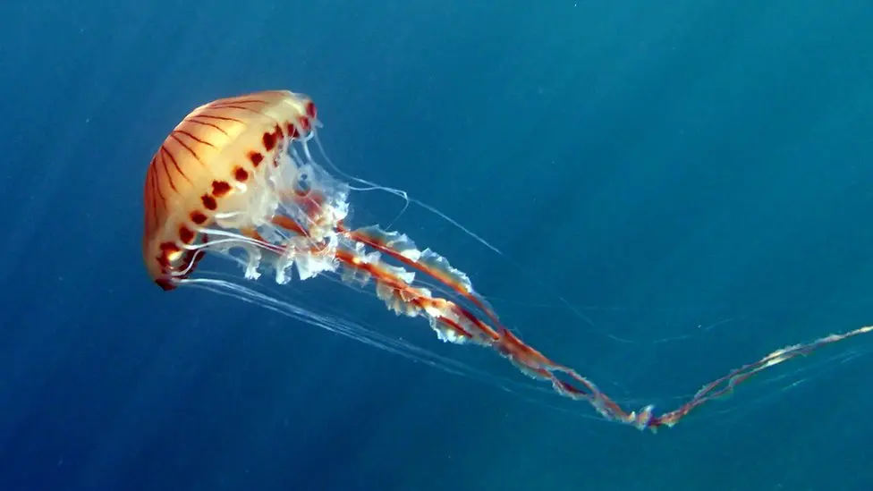 How dangerous are Britain's jellyfish?