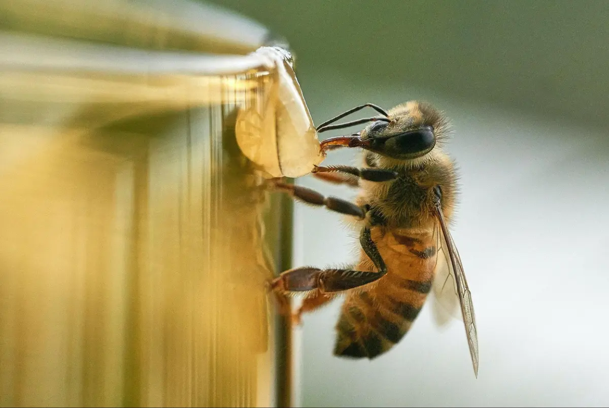 Types of Honey Bees: A Complete Guide