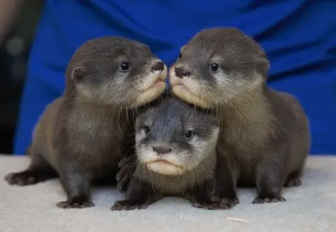 NAME THE OTTER PUPS