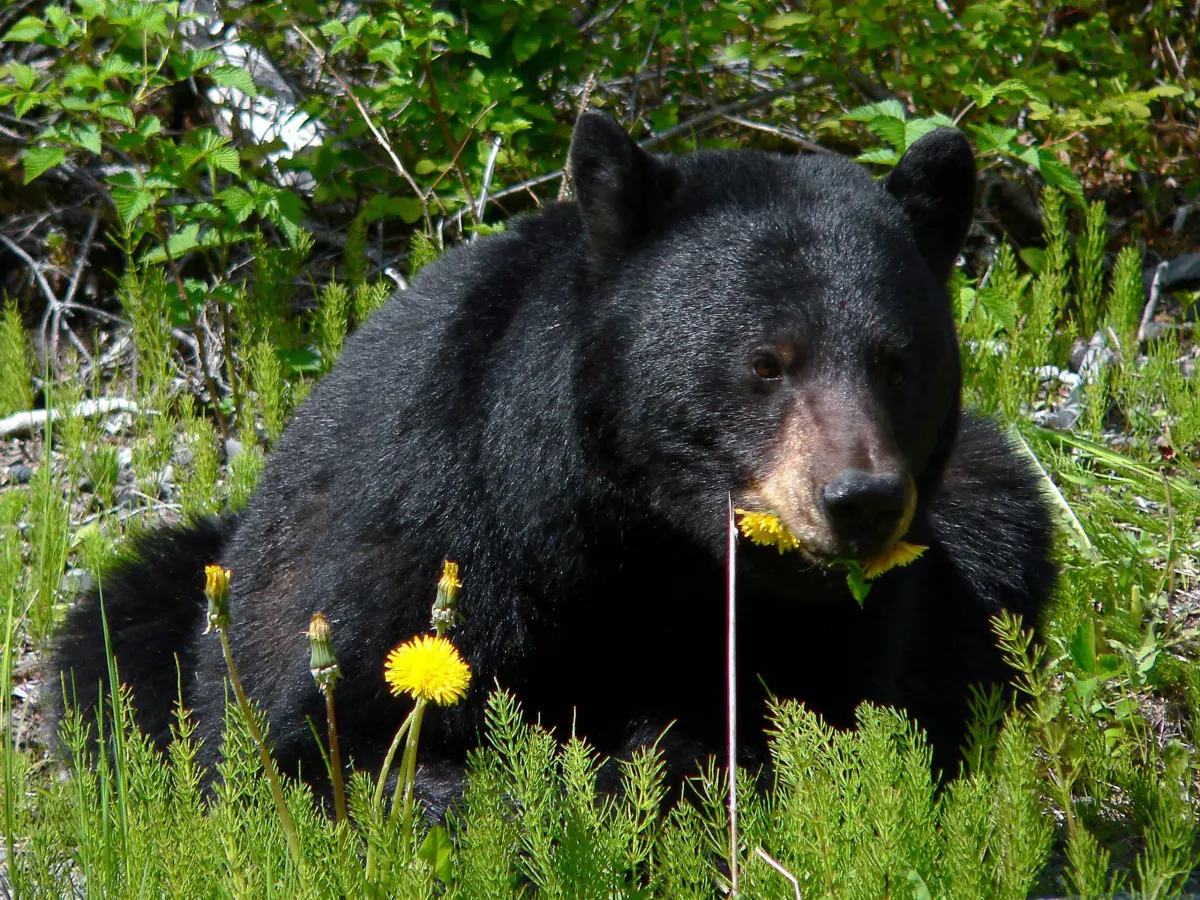 American Black Bear (U.S. National Park Service)
