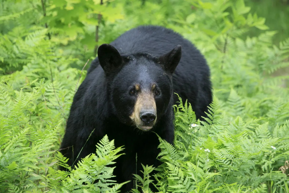 Black bears live — image 3