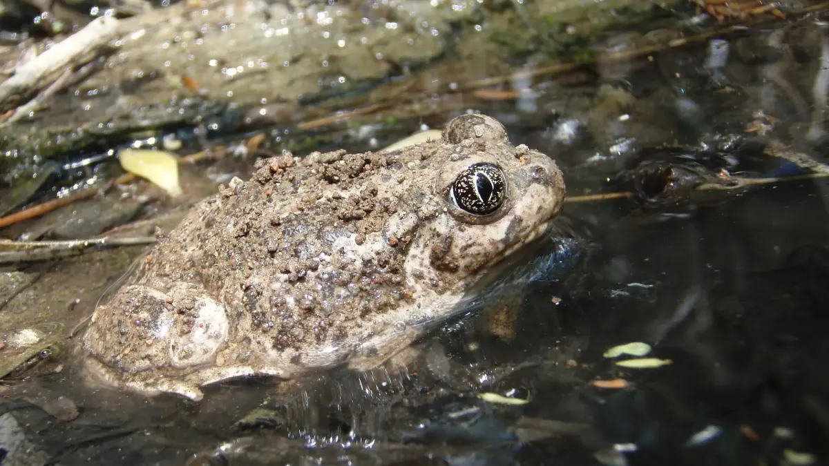 Toads live — image 2
