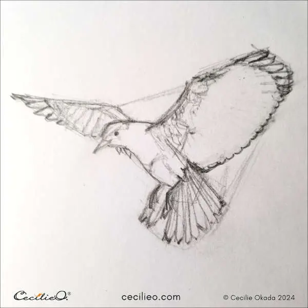 How to Draw a Bird in Flight