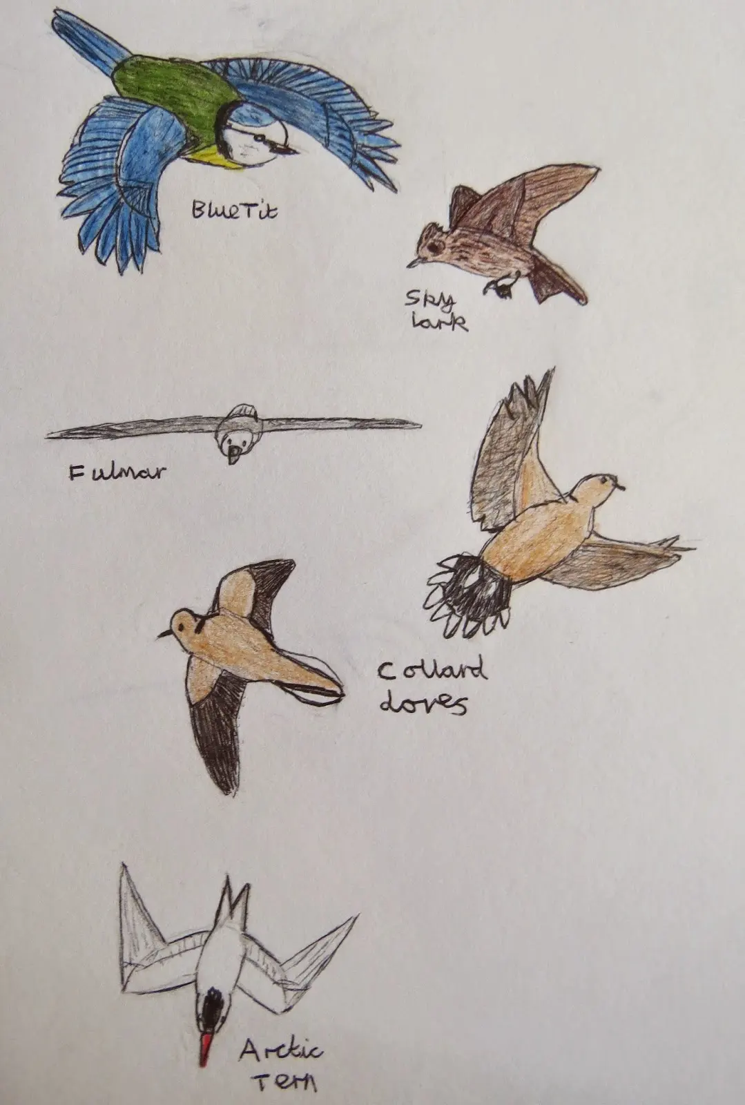 The Autistic Naturalist: How To Draw: Birds In Flight