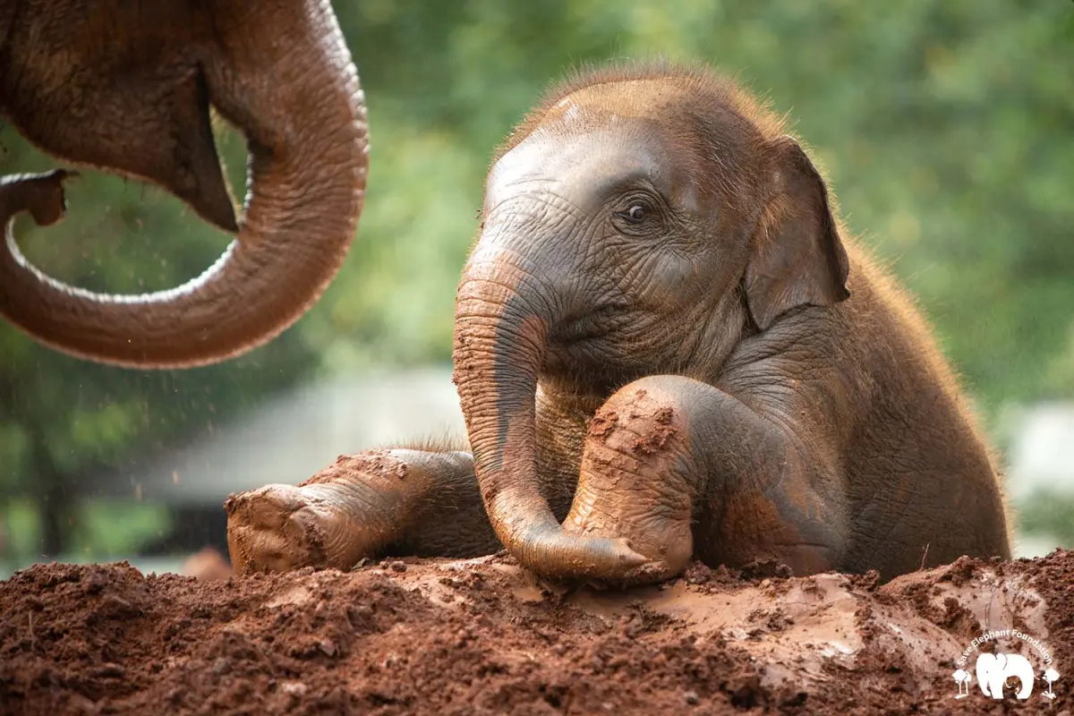 How many babies do elephants have