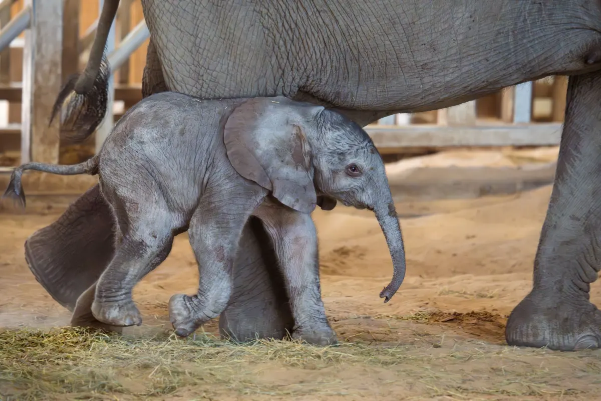 Babies elephants — image 3