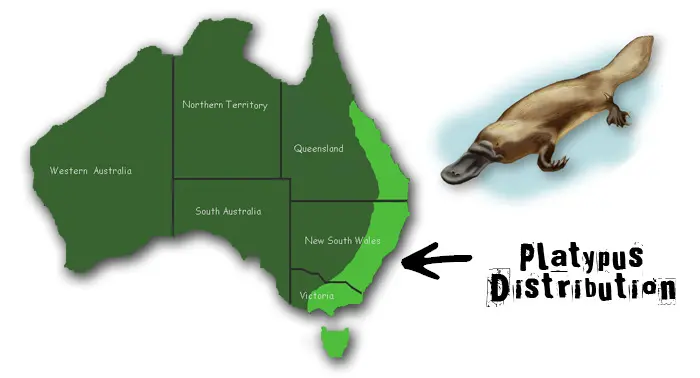 Platypuses live — image 2