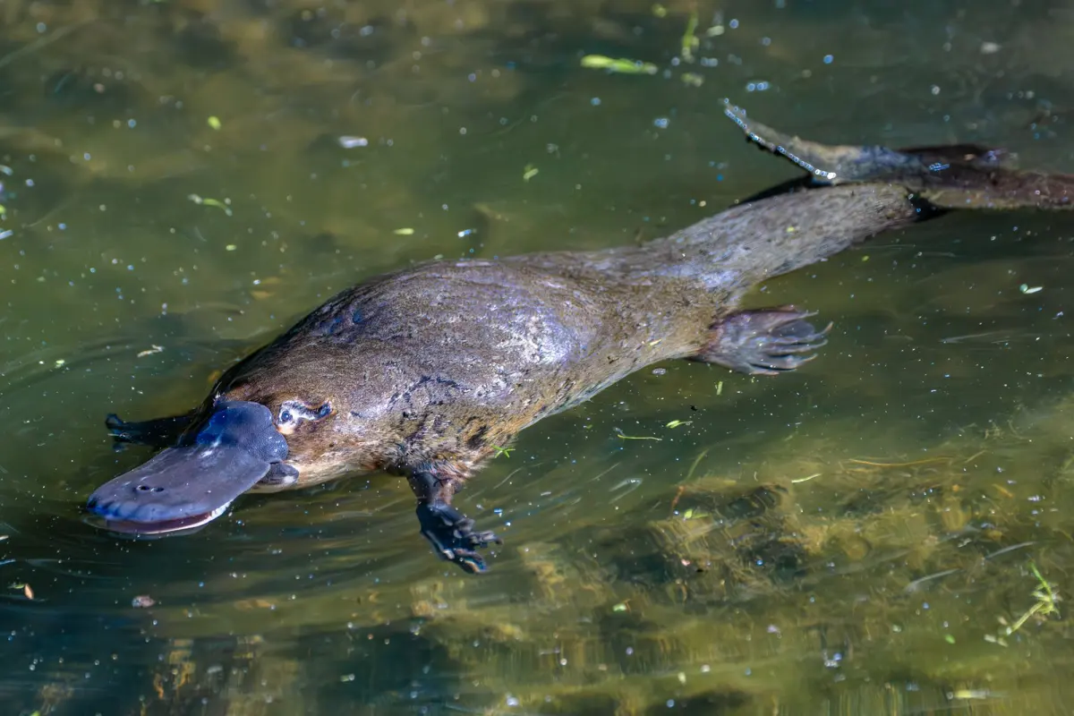 Platypuses live — image 3