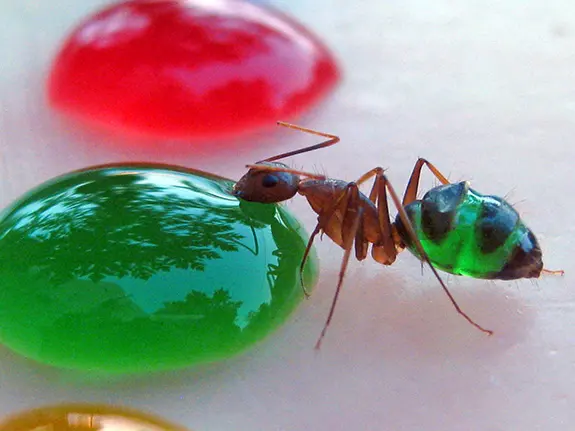 These Rainbow-colored Transparent Ants Are What They Eat