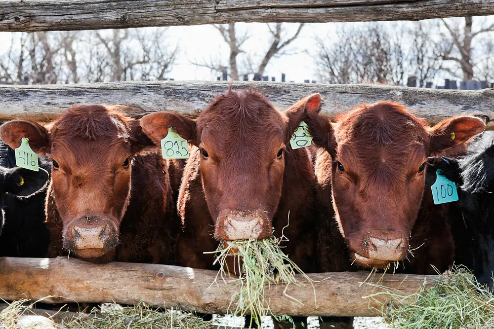 Do cows eat hay? How much hay do cows eat?