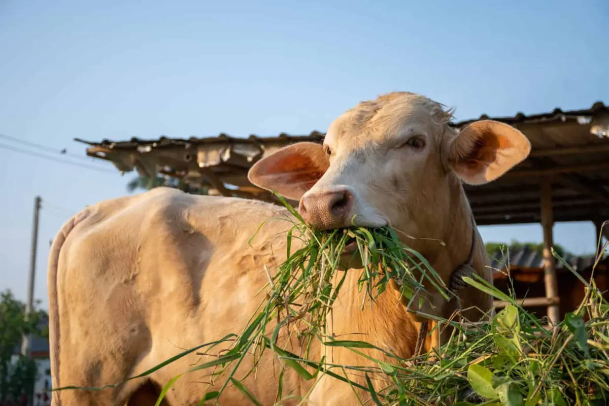 These Are 8 Foods That Cows Shouldn't Eat