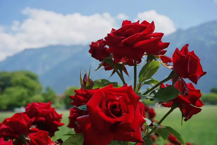 Top 15 Most Beautiful Flowers in the World