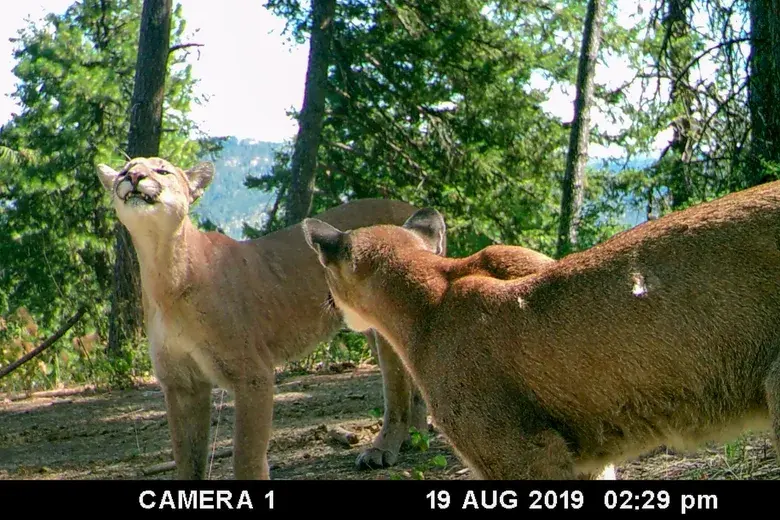 Cougars caught on camera: A stark reminder we live among very big cats