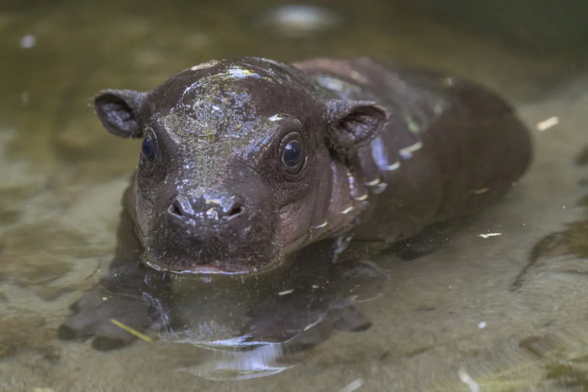 Endangered Pygmy Hippo Born At San Diego Zoo
