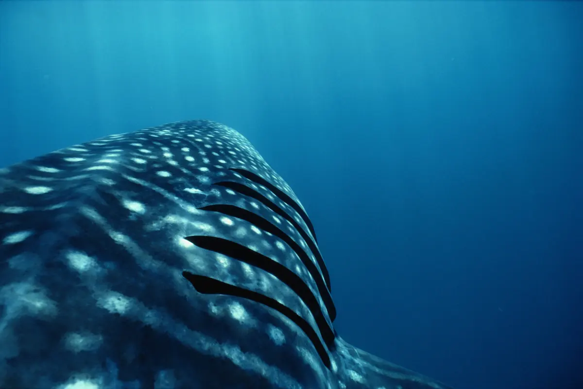 How do fish breathe?