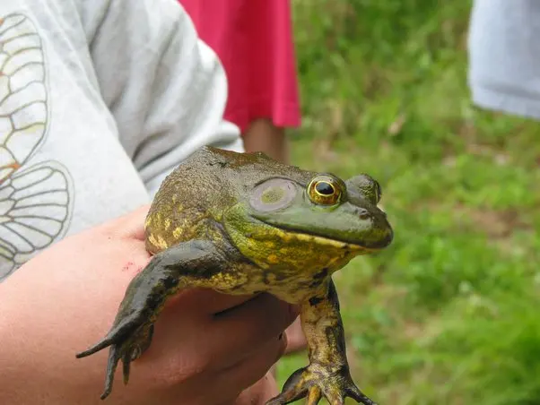 What is a baby frog called