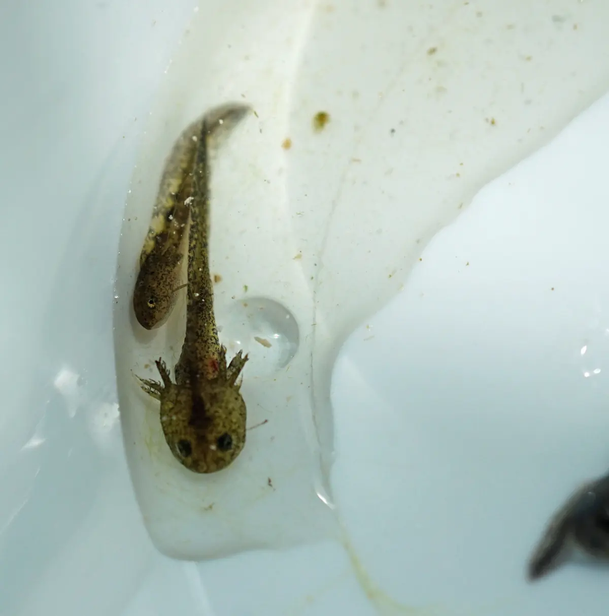 Enjoy Baby Amphibians! « NORTHWEST WILDLIFE ONLINE