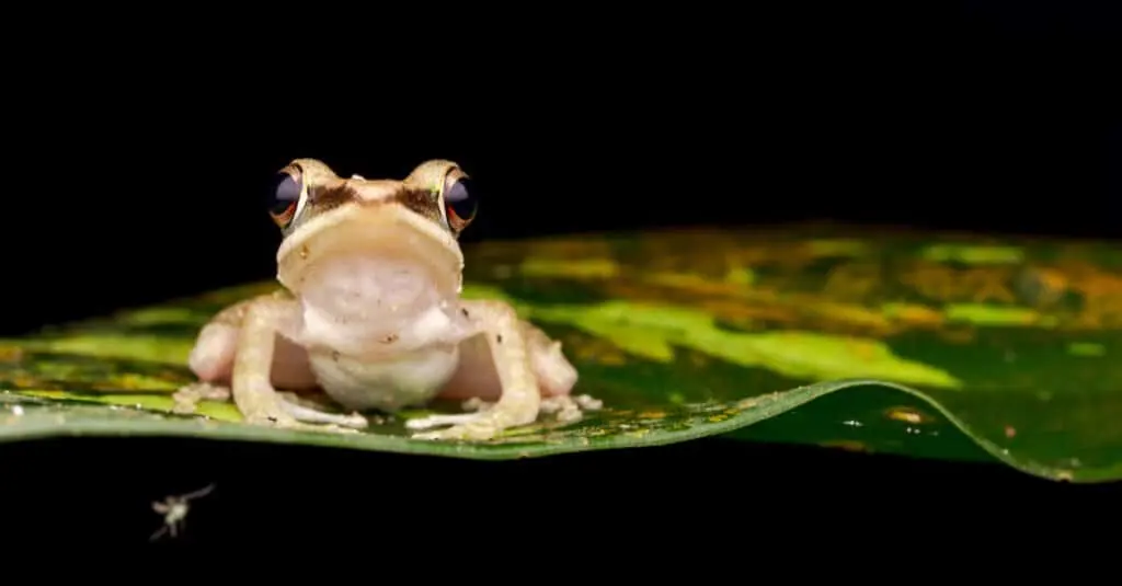 What's a Baby Frog Called + 4 More Amazing Facts!