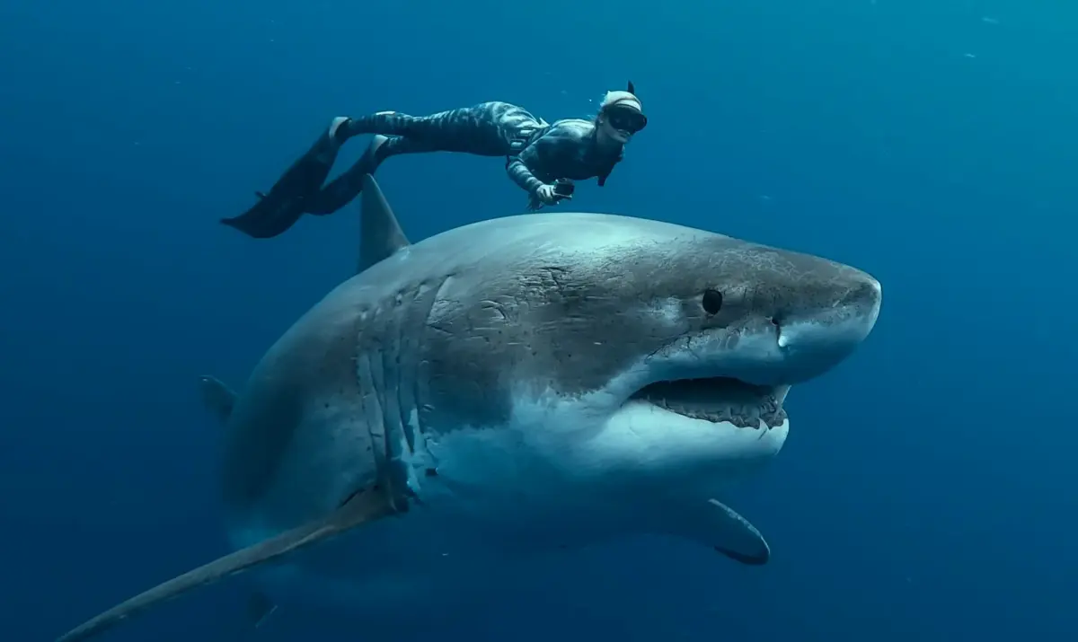 Jaws' Made Us Scared of Sharks. Are Influencers Undoing Our Fears?