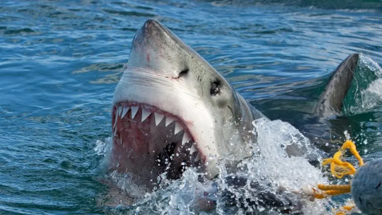 This Is The Most Dangerous Shark To Humans
