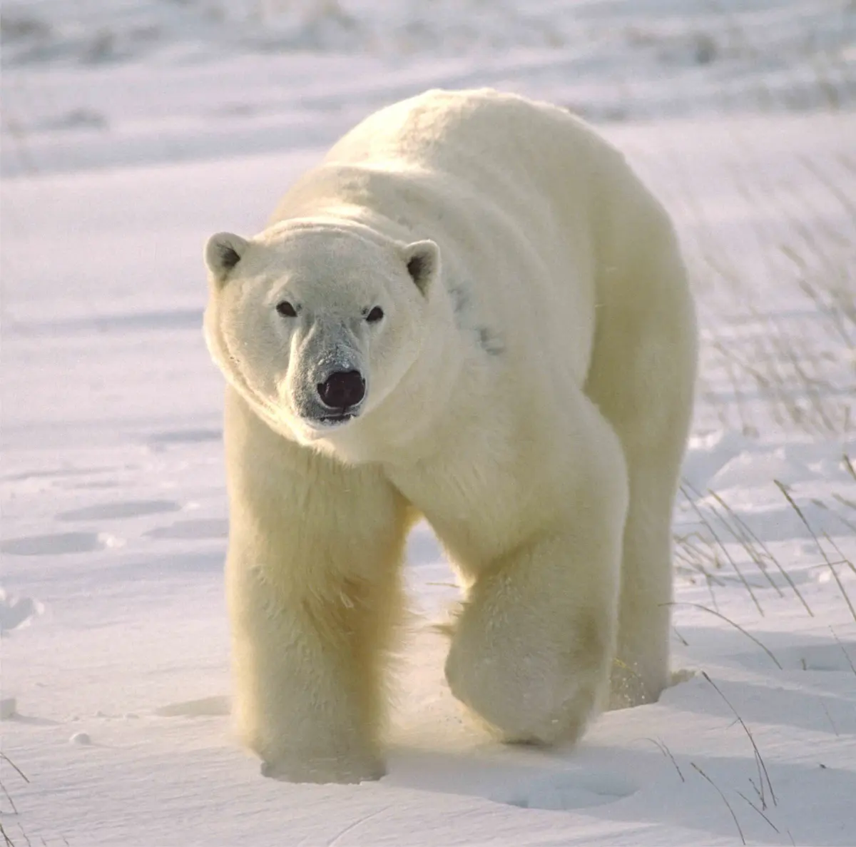 How are polar bears doing 15 years after the IUCN declared them 'vulnerable' to extinction?