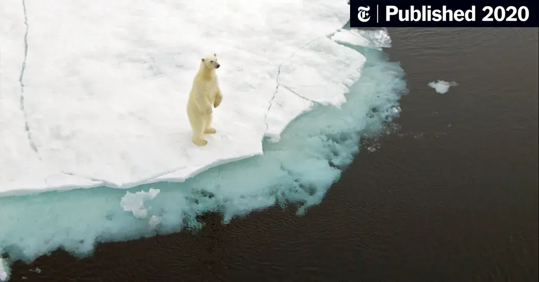 Global Warming Is Driving Polar Bears Toward Extinction, Researchers Say
