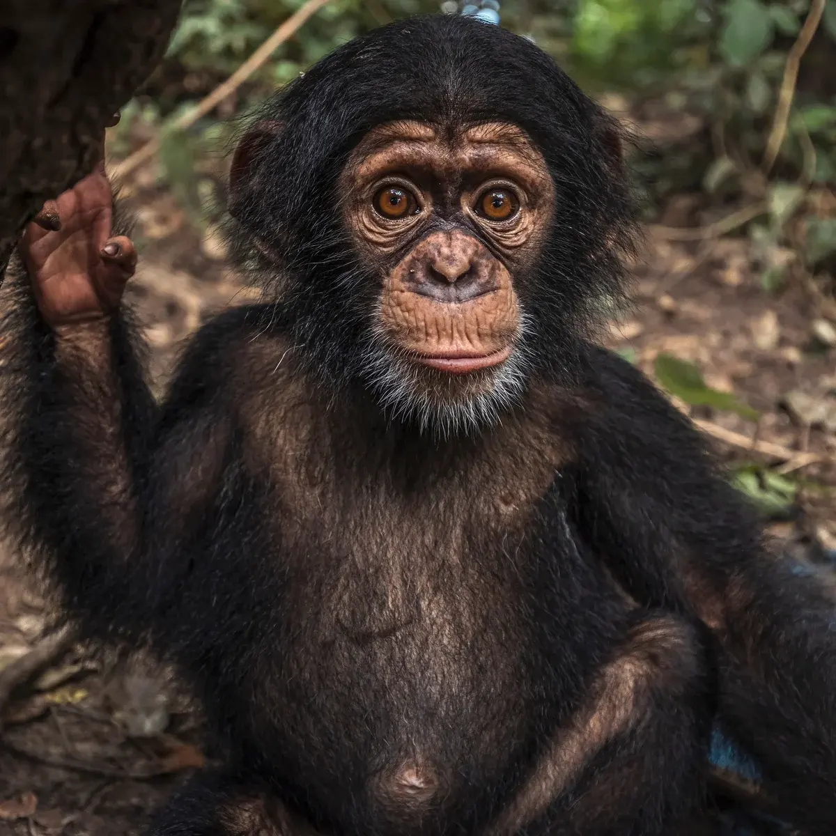 On the edge of extinction: why western chimpanzees matter