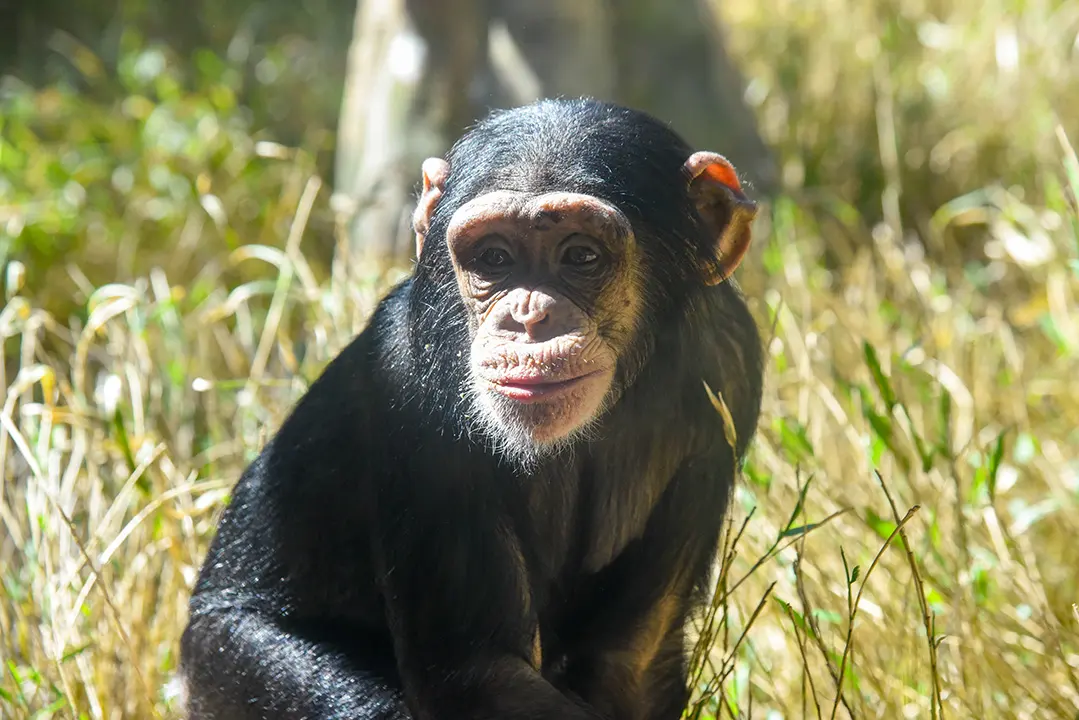 Celebrating 50 years of the Endangered Species Act: Chimpanzees