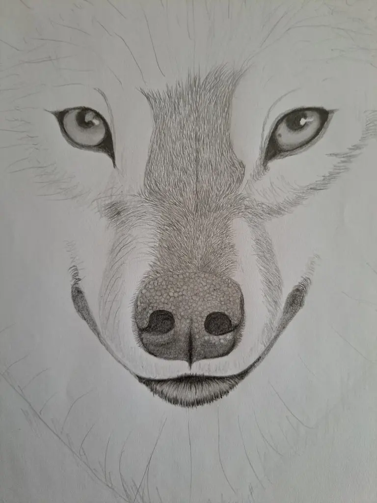 Realistic Wolf Drawing: How to Draw a Wolf Head Easily